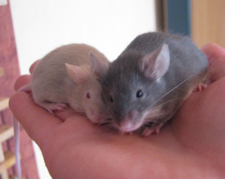 mice_3.jpg