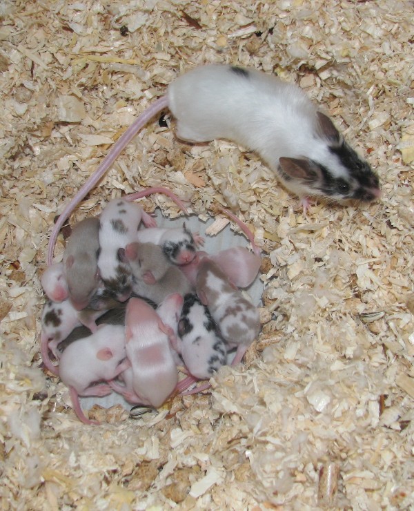 mice_4.jpg