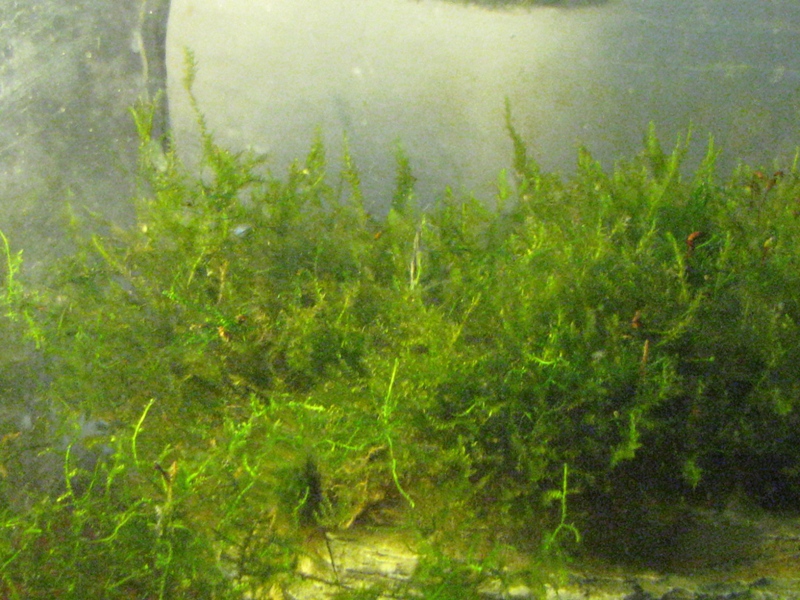 moss_2_1.jpg