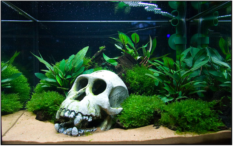 scull_knott_20lschrimp.jpg