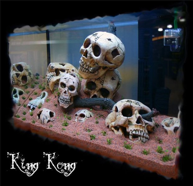skull_2_kingkong.jpg