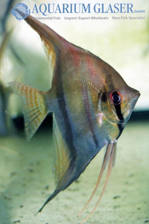 699835-pterophyllum-santa-isabel1.jpg