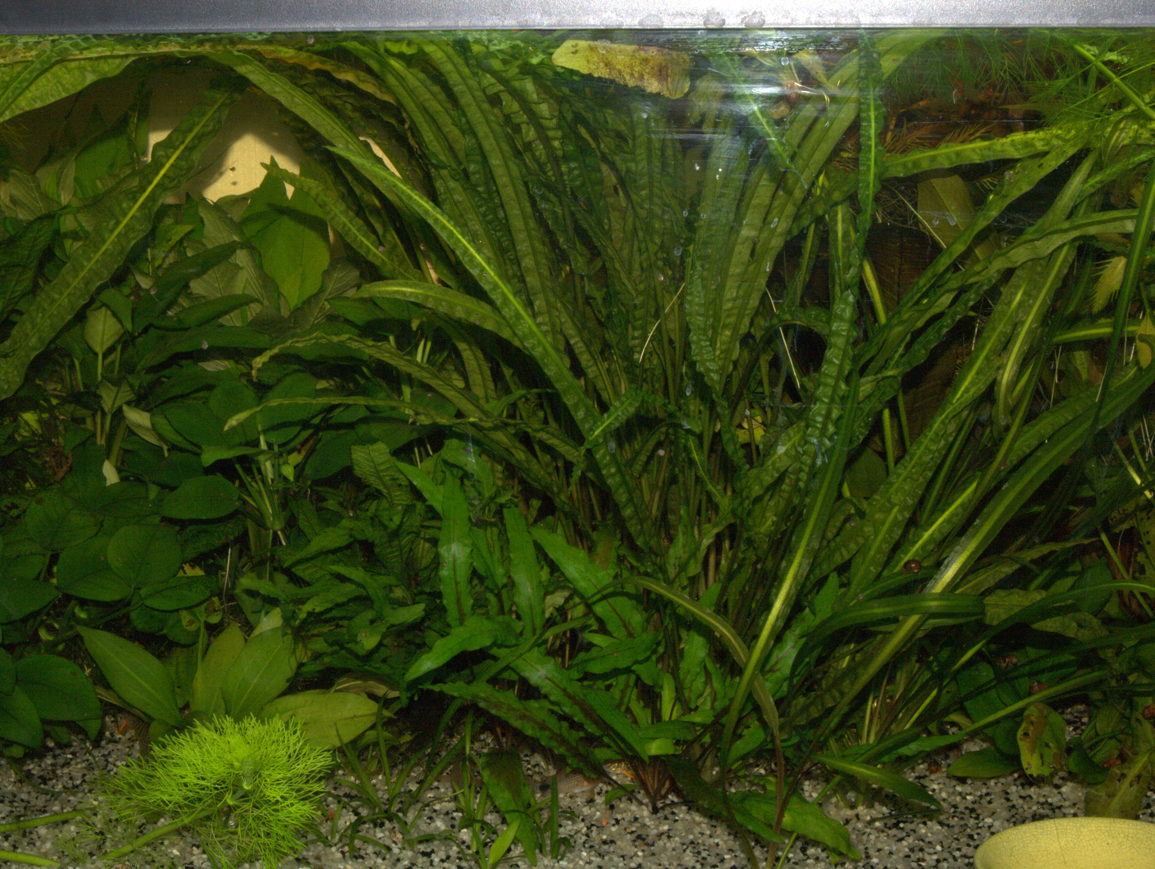 p1182659.jpg
