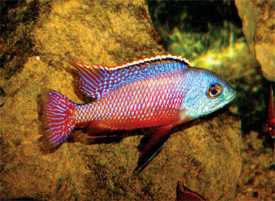 Самец Protomelas taeniolatus