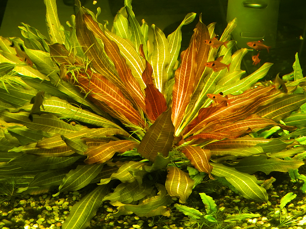 wdscn7900_1.jpg