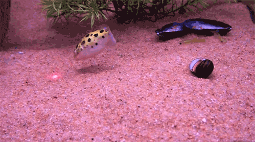 54999-115404-ff0b857ba092d42c6fd188fce1bd114f.gif