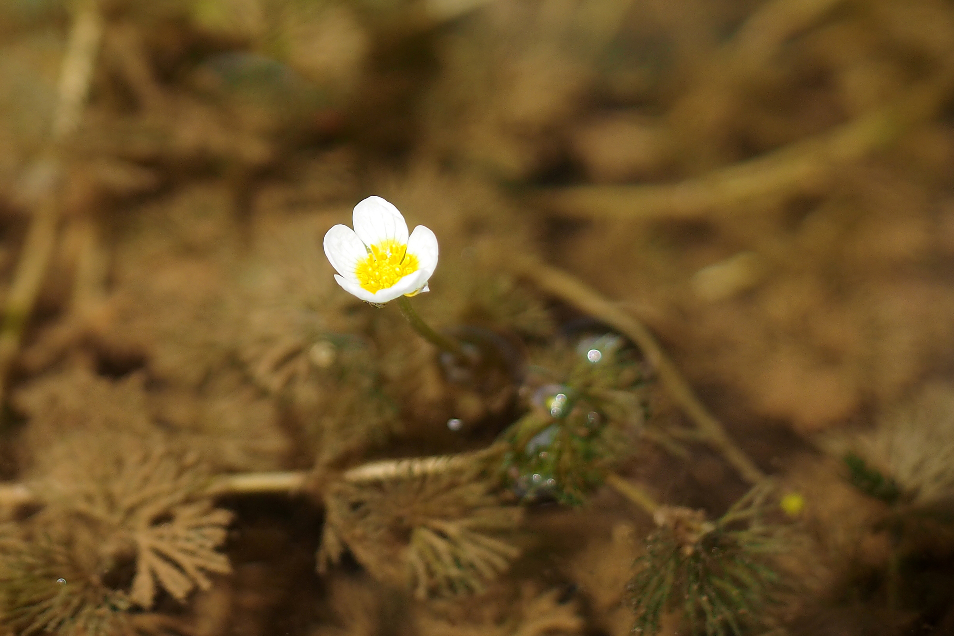 p7231039_m.jpg