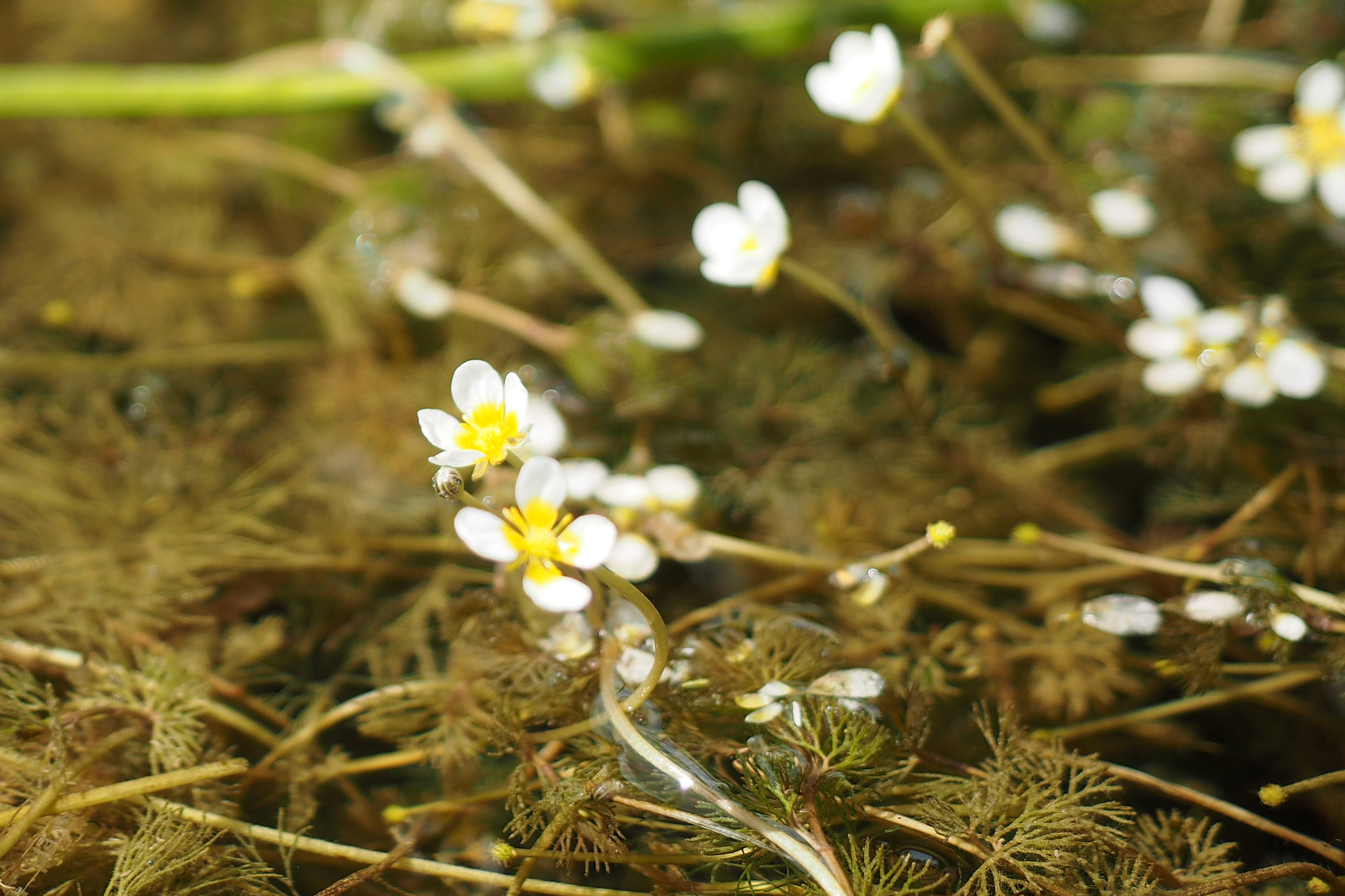 p7231044_m.jpg