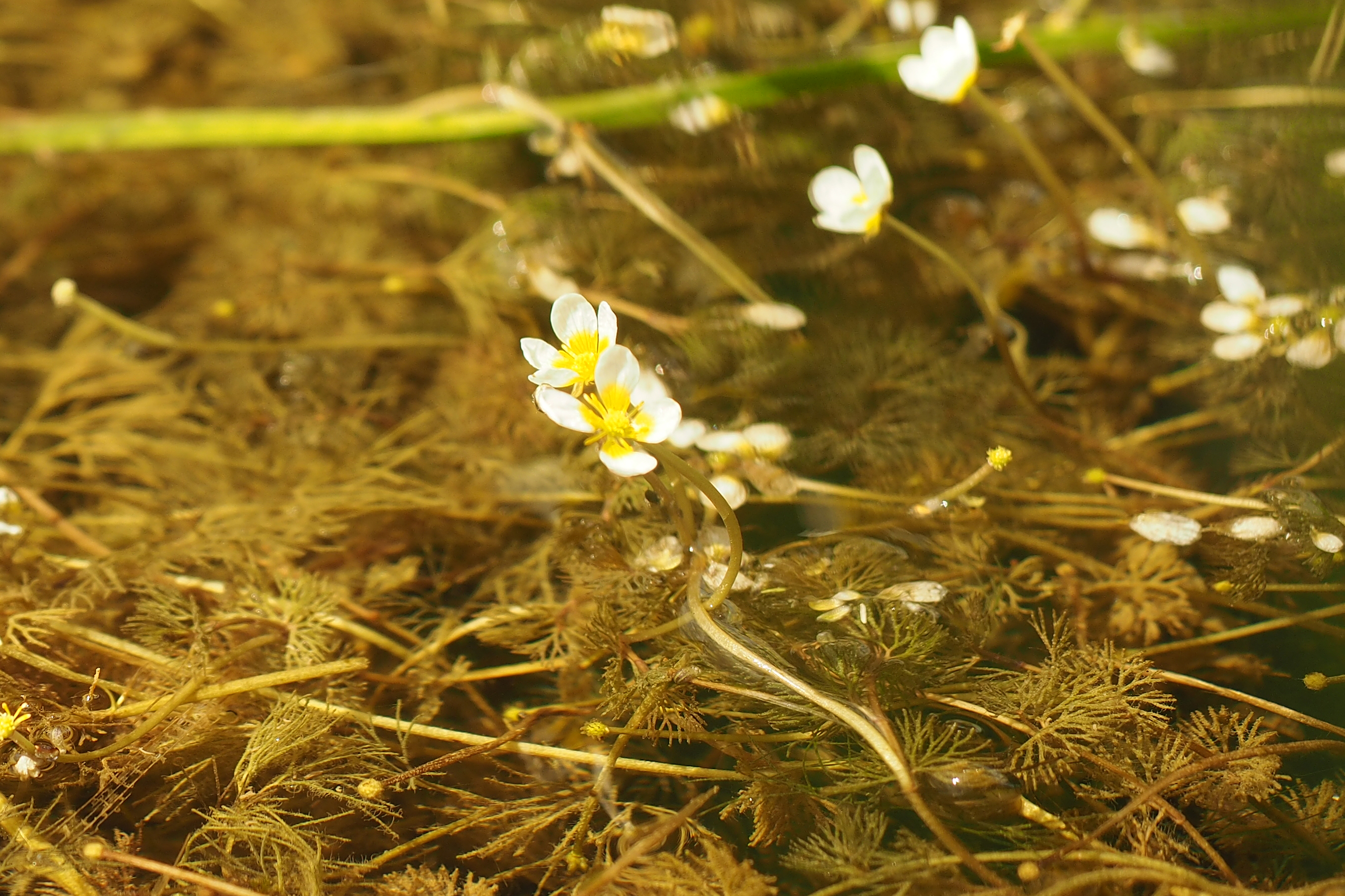 p7231046_m.jpg
