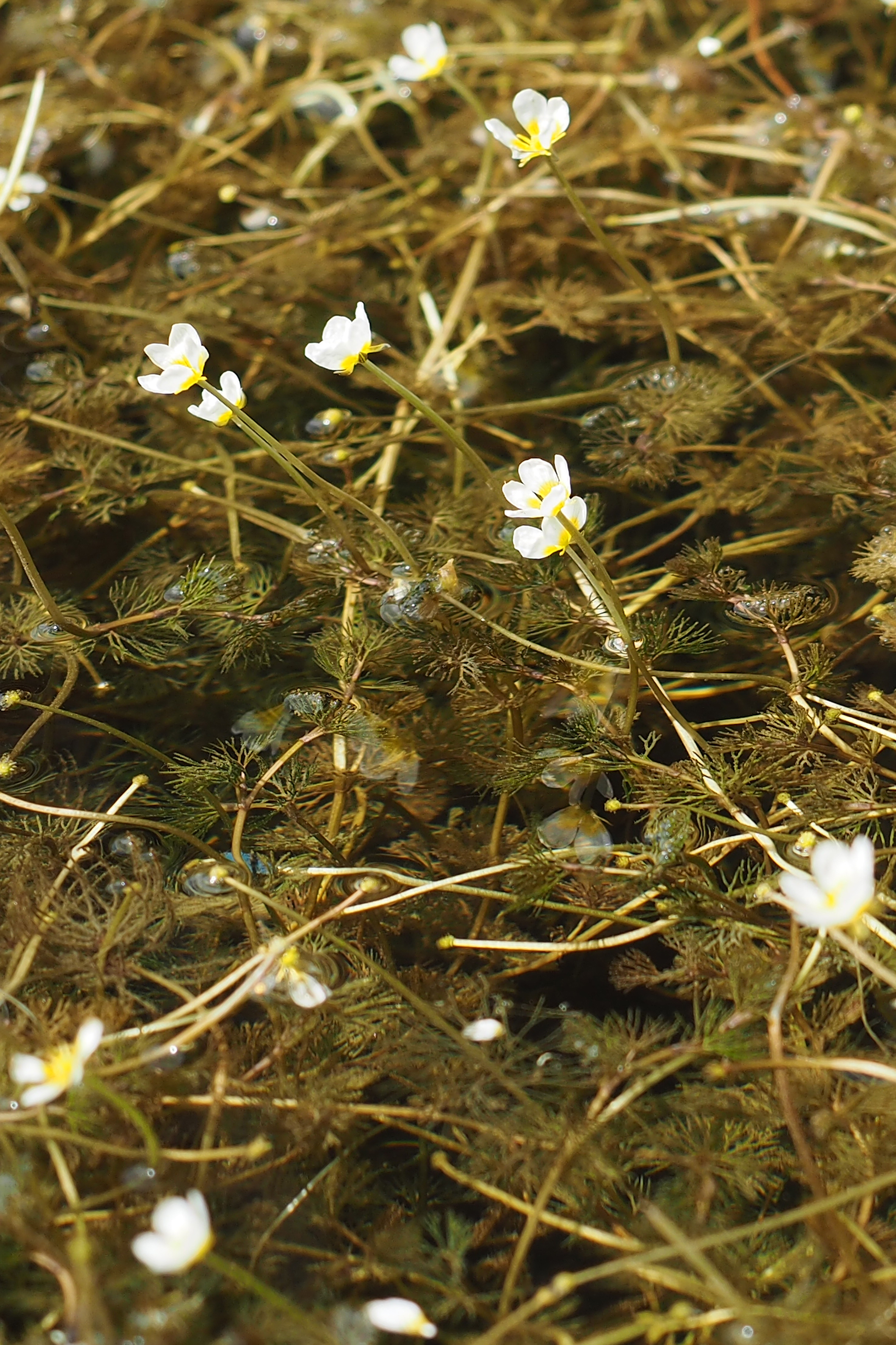 p7231047_m.jpg