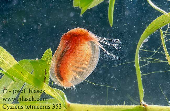 cyzicus_tetracerus_353.jpg
