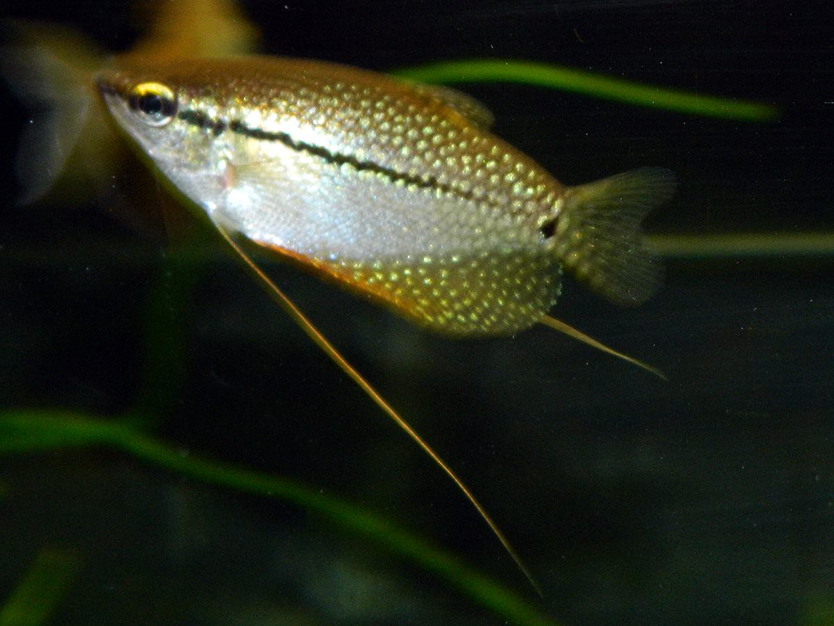 dscn1233_r.jpg