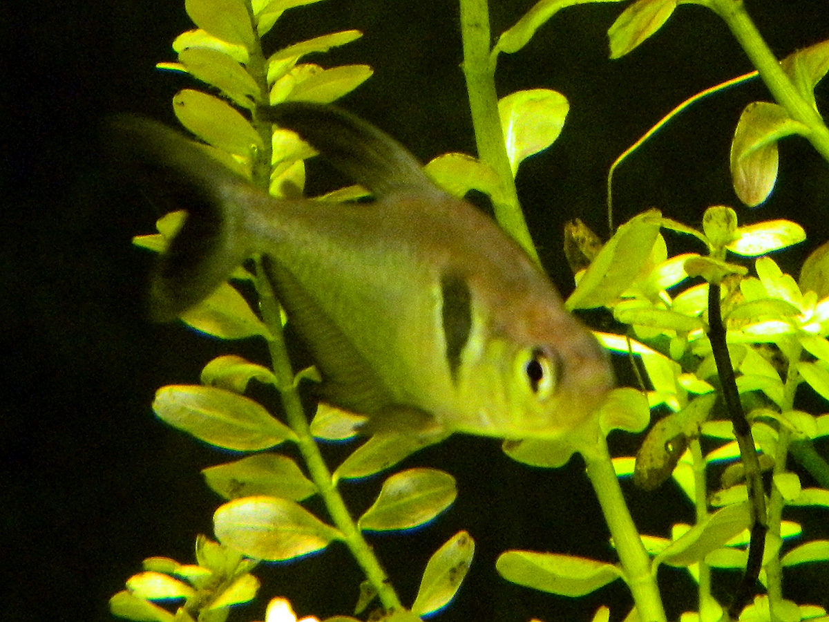 dscn1270_r.jpg