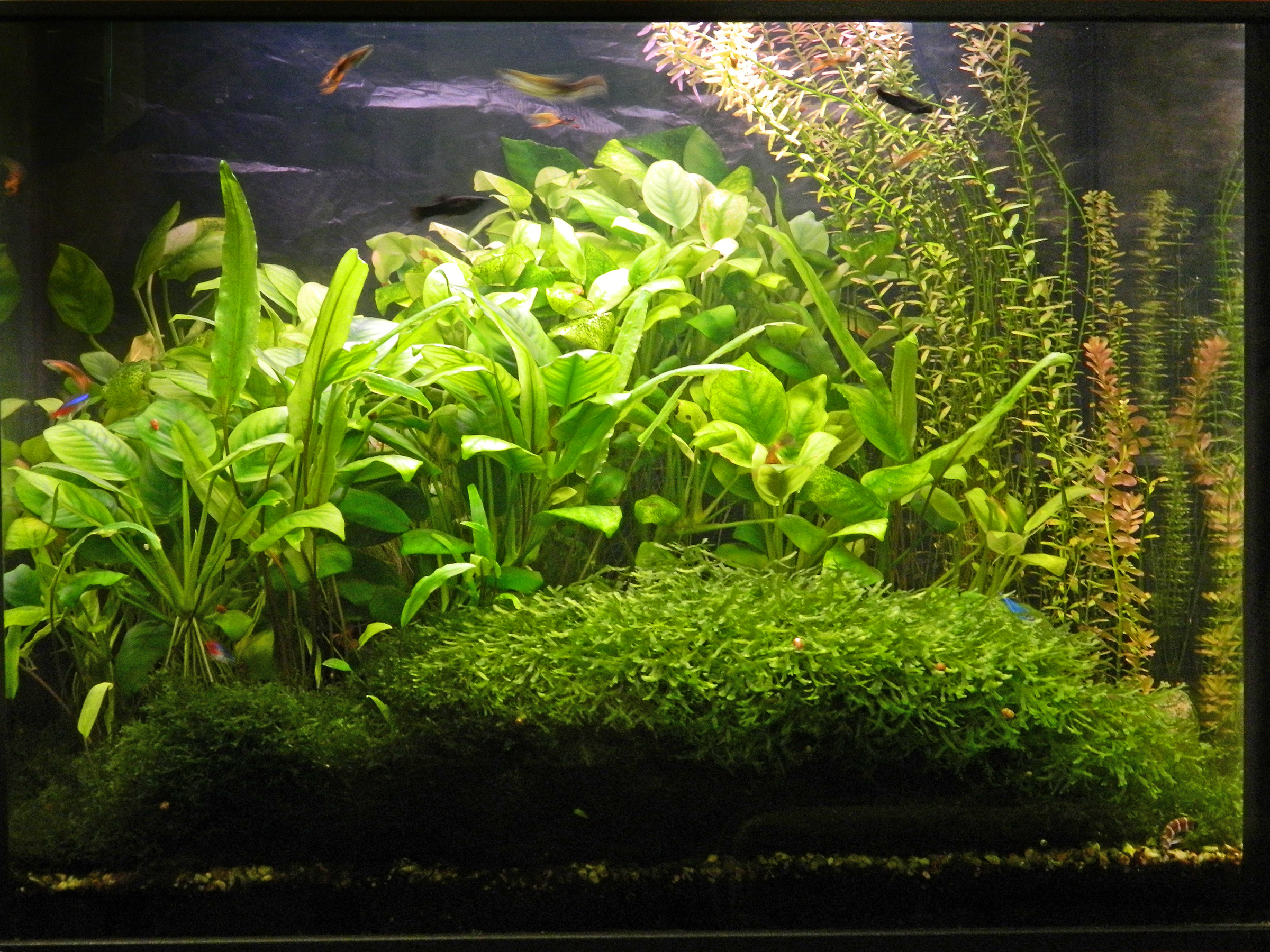 dscn1362_1.jpg