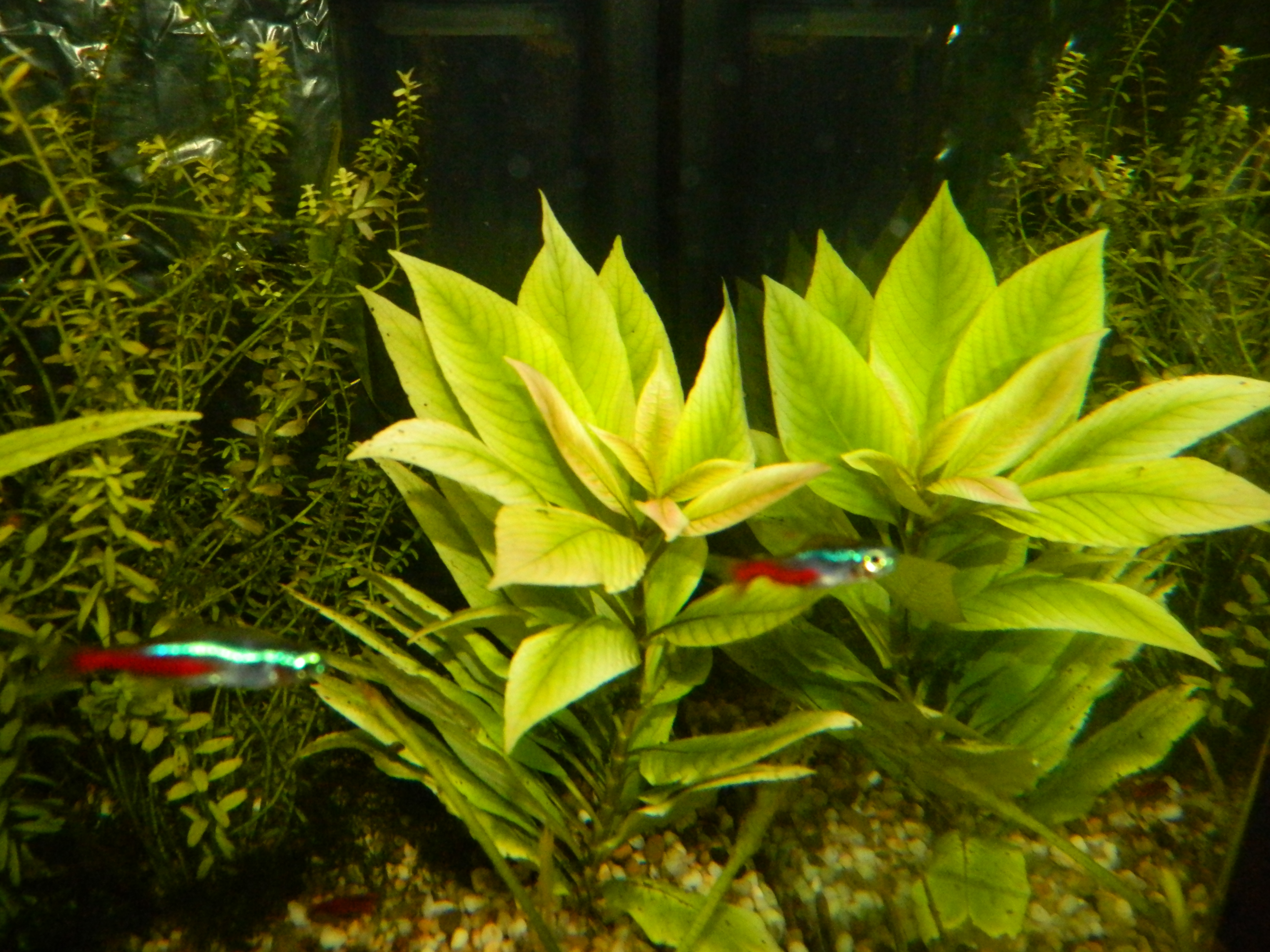 dscn3902.jpg