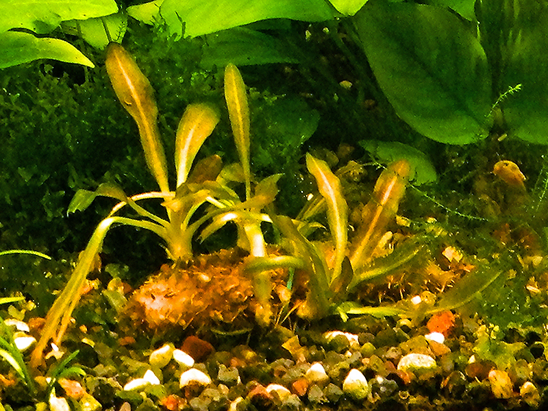 dscn4476_kocheryga.jpg