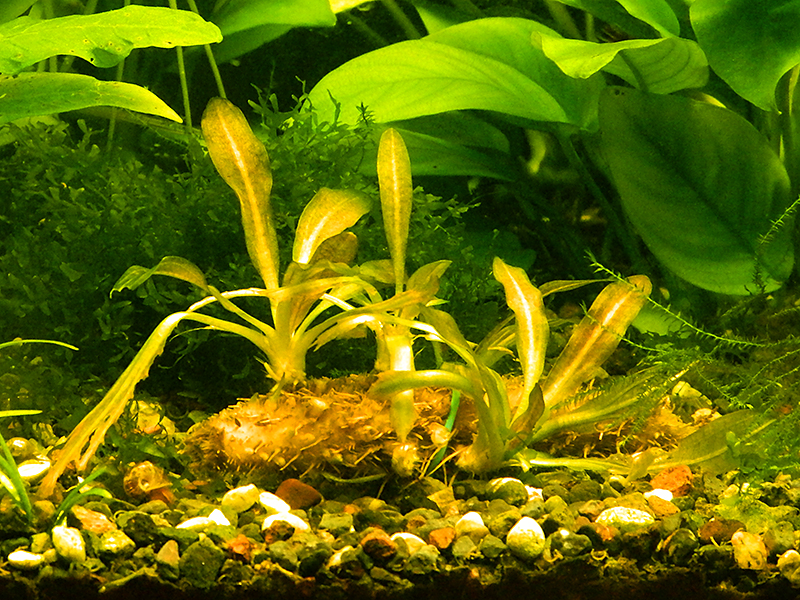 dscn4482_kocheryga.jpg