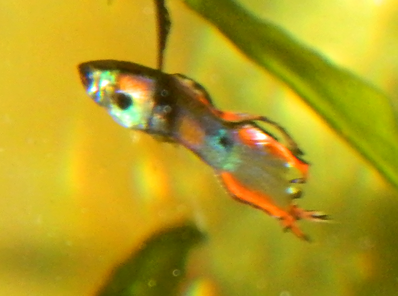dscn4554_1.jpg