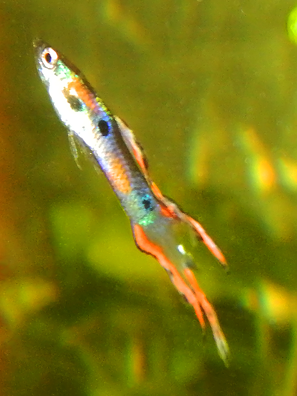 dscn4574_1.jpg