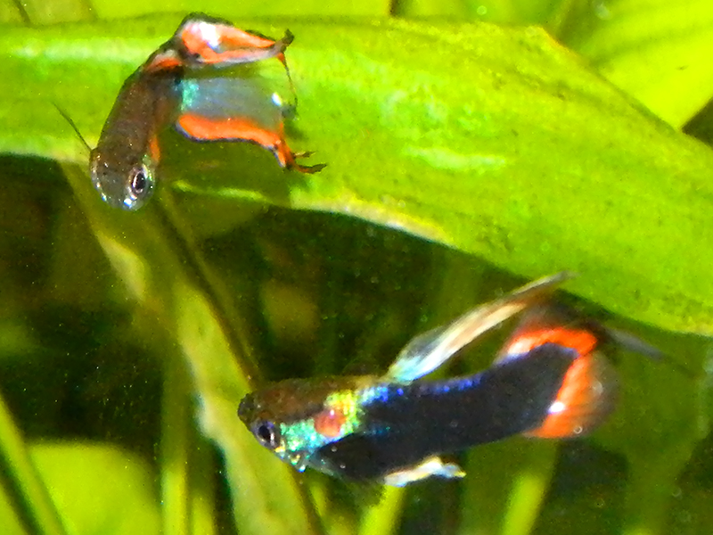 dscn4576_1.jpg