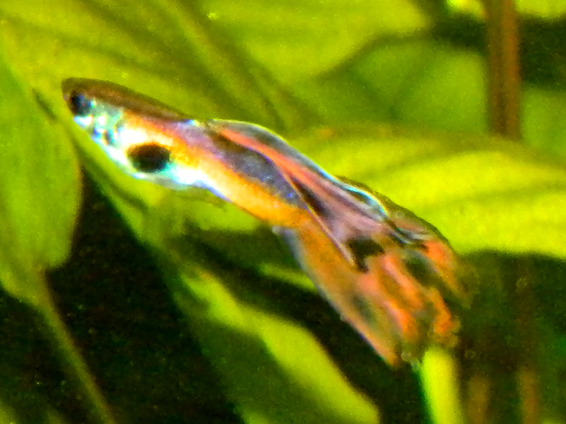 dscn4585_1.jpg