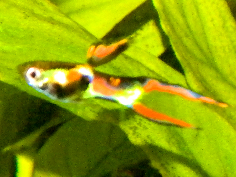 dscn4588_1.jpg