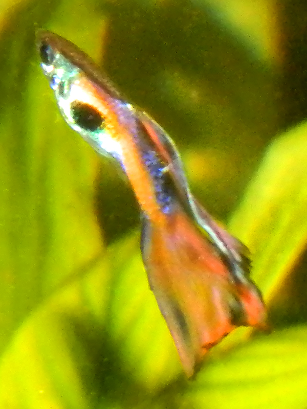 dscn4590_1.jpg