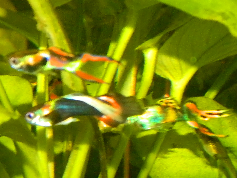 dscn4592_1.jpg