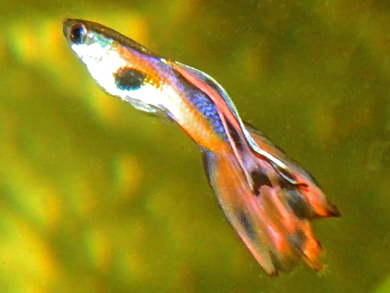 dscn4593_1.jpg