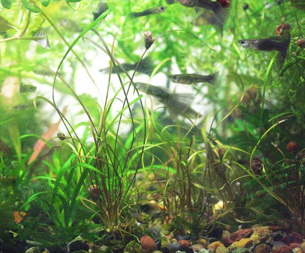 cryptocoryne_crispatula_var._tonkinensis_1.jpg