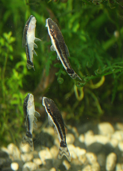 izobrazhenie_765.jpg