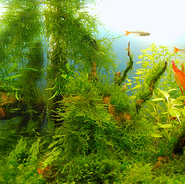 wiror_moss_-_fontinalis_sp.japan_.jpg