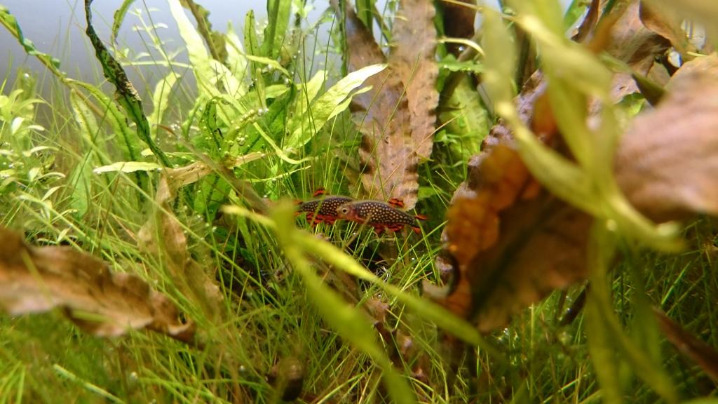 dsc_0113.jpg