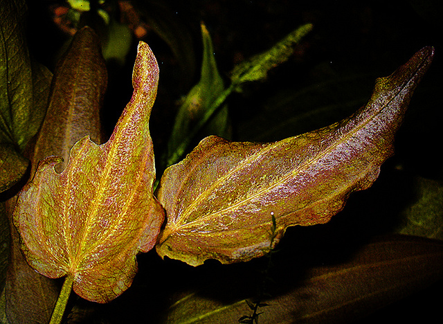 10928566963_4bdaced70b_z.jpg