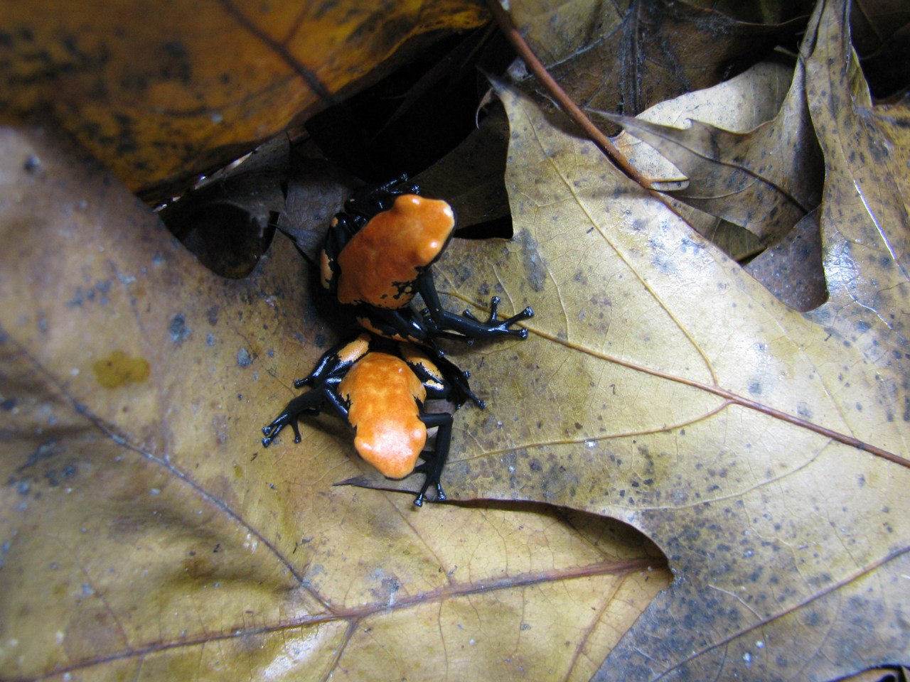 Adelphobates galactonotus 'Orange', подросткиg