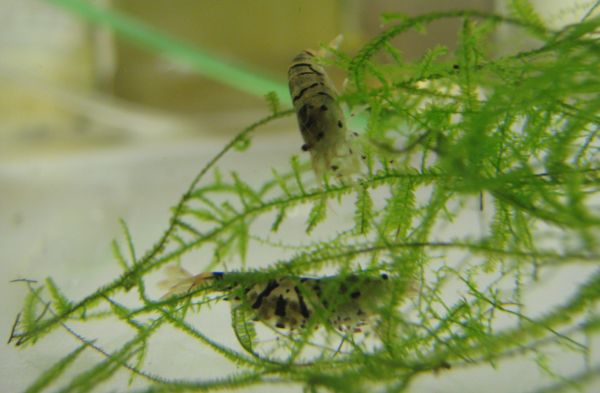 «Тигры», Caridina cf. cantonensis 'Tiger', самки
