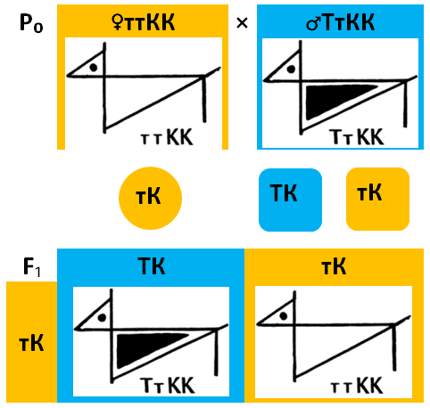1.1.7-p0-ttkkxttkk.png