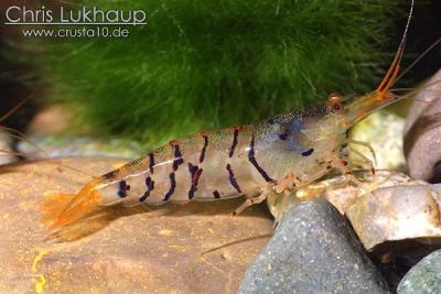Tigershrimp1
