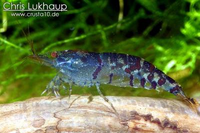 Tigershrimp6