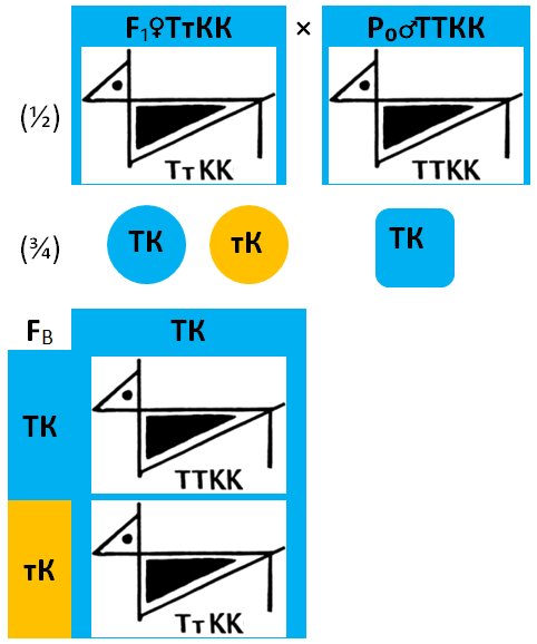 1.1.1.2-12-34_-f1ttkkxp0ttkk.png