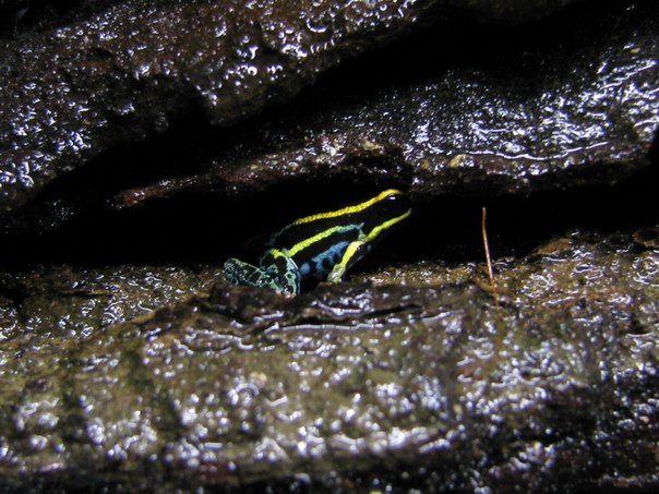 Самец. Hyloxalus (Dendrobates) azureiventris