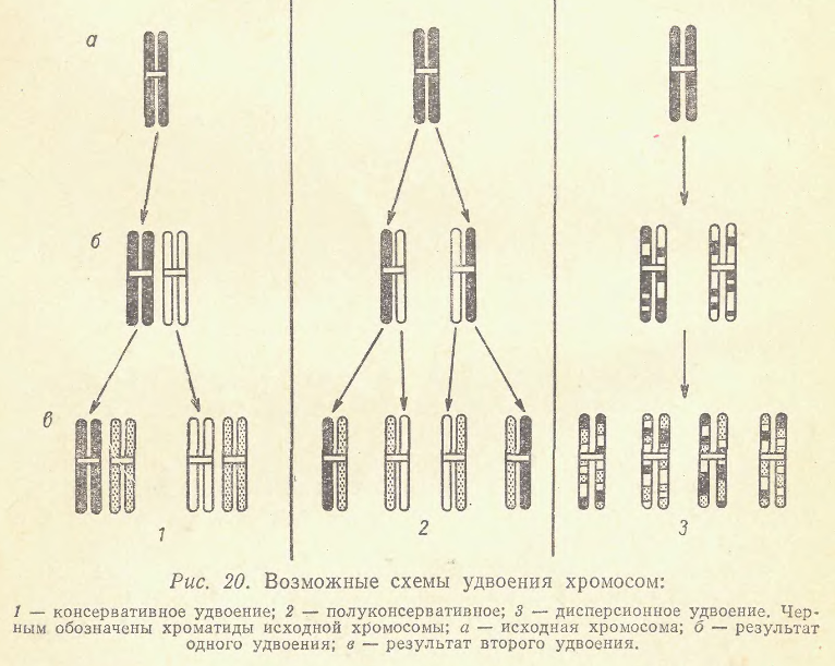 p58lobashev_me_genetika_l_izd-vo_lgu_1969.png