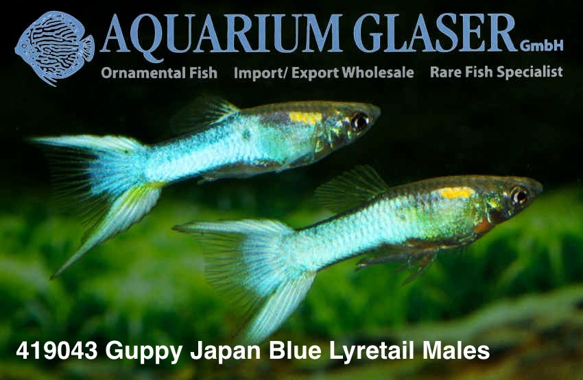 419043-guppy-japan-blue-lyratail-samcy.jpg