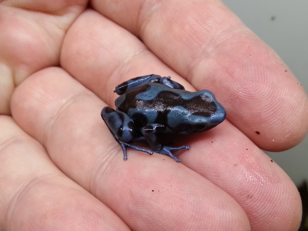 Подросток Dendrobates auratus 'Super Blue' UE Line
