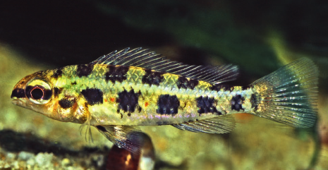 Dicrossus gladicauda sp. n.
