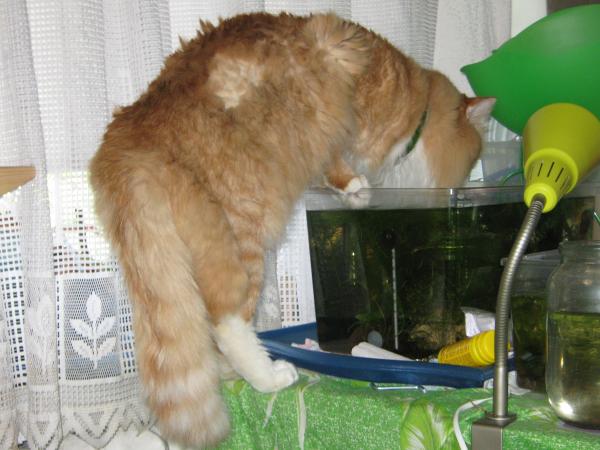 Котейкка на водопое...