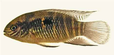 Laetacara fulvipinnis sp. n.