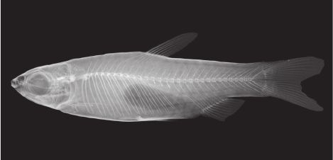 Nannostomus rubrocaudatus