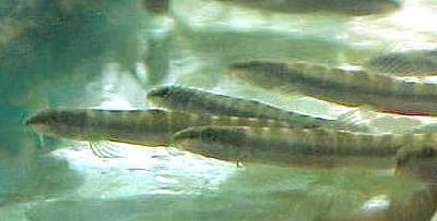 Noemacheilus savona