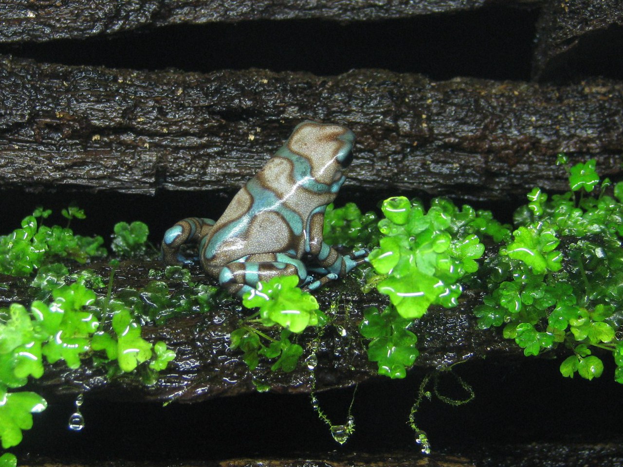 Взрослый самец Dendrobates auratus 'Бронза' (Birkhahn Line)